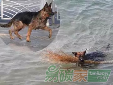 青島現環保狗 不畏寒冷跳海撿垃圾 