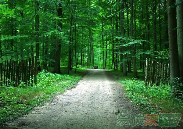 “探討低碳經(jīng)濟(jì)下的森林碳匯開發(fā)問題”