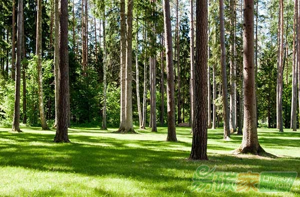 上半年我國新造林6333萬畝