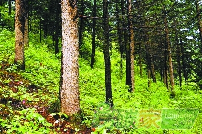 國家林業局辦公室關于印發《省級林業應對氣候變化2017-2018年工作計劃》的通知【辦造字〔2017〕125號】